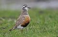 Boltit - Eurasian dotterel (Charadrius morinellus) female